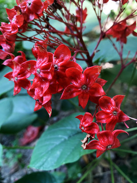 狀元紅網，揭秘4987精準資料的秘密，狀元紅網揭秘，精準資料4987背后的秘密