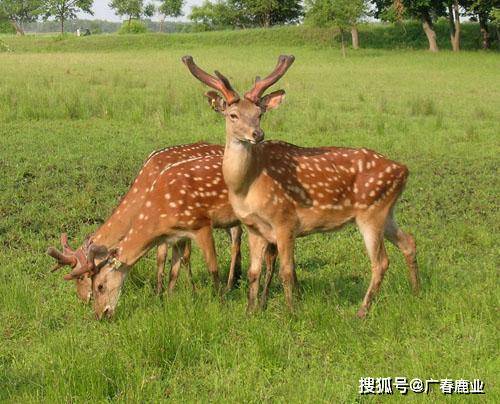 最新版本的6566cc澳彩資料大全介紹與特色功能解析，最新6566cc澳彩資料大全介紹與特色功能深度解析