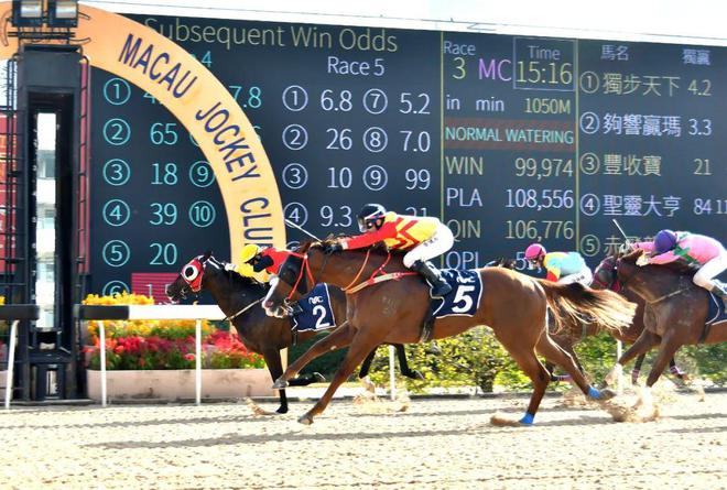 澳門馬免費(fèi)料期期公開，探索背后的真相與秘密，澳門馬免費(fèi)料期期公開背后的真相與秘密探索