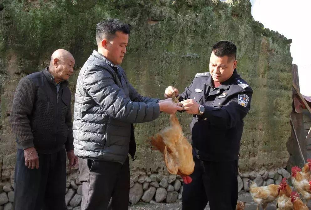 精準一肖，揭秘免費預測背后的秘密，揭秘精準預測生肖背后的秘密，免費預測背后的真相探索