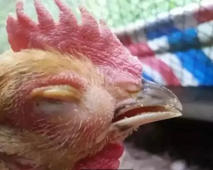 一覺醒來一只眼睛突然腫脹的原因及應對方法,一覺醒來一只眼睛腫脹的原因與應對方法解析