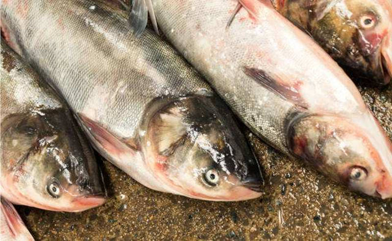 四種孕婦千萬不能吃魚的類型及其重要性,四種孕婦不宜食用的魚類類型及其重要性解析