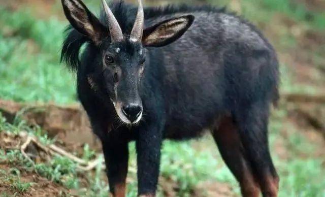 揭秘劉伯溫精準一肖四不像圖,神秘預測背后的故事,劉伯溫神秘預測揭秘,精準一肖四不像圖的背后故事