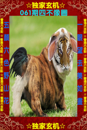 四不像一肖中特王中王——揭秘生肖奧秘與獨特魅力，揭秘生肖奧秘與獨特魅力，四不像一肖中特王中王揭秘揭曉！