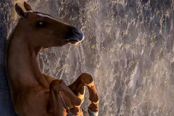 揭秘彩票背后的秘密,揭秘王中王四不像出一肖背后的奧秘,揭秘彩票王中王四不像出一肖背后的神秘秘密