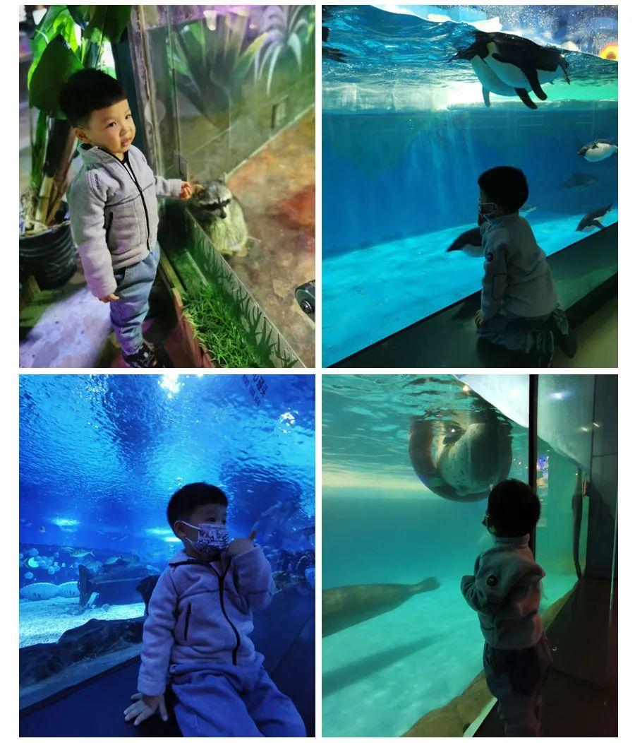 上海海洋館與海昌海洋館,哪個更值得一游?,上海海洋館與海昌海洋館,哪個更值得游覽?對比解析!