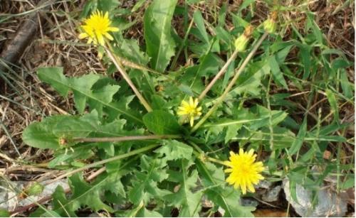 蒲公英治療婦科疾病的獨特作用,蒲公英治療婦科疾病的神奇功效