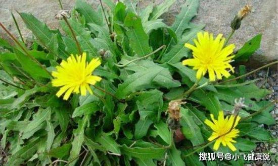 蒲公英治療婦科疾病的獨特作用,蒲公英治療婦科疾病的神奇功效