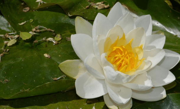 王中王493333www中特馬今晚開獎(jiǎng)——探索彩票背后的秘密與策略,彩票背后的秘密與策略探索,王中王493333中特馬今晚開獎(jiǎng)揭秘