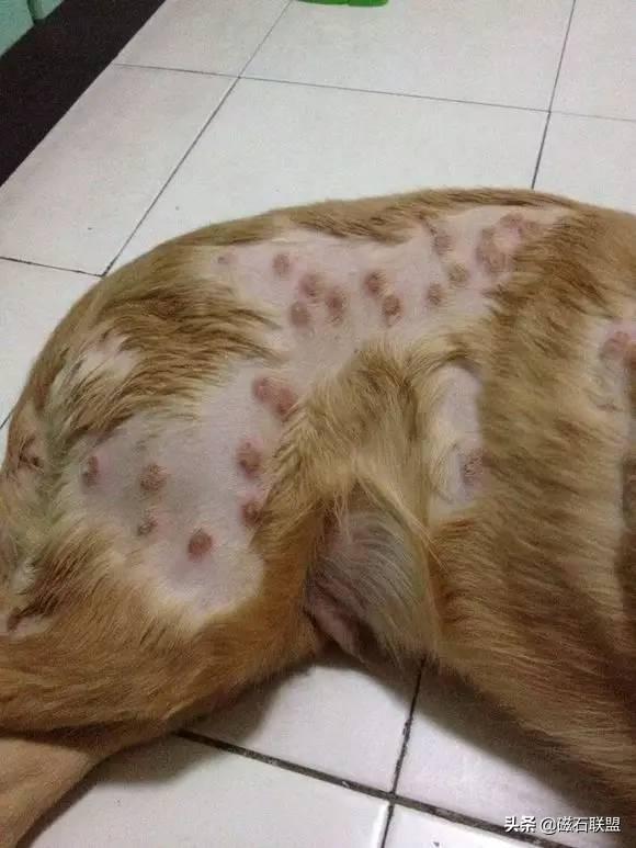 揭秘常見十大癬圖片及其特征，揭秘常見十大癬病癥圖片及其特征解析