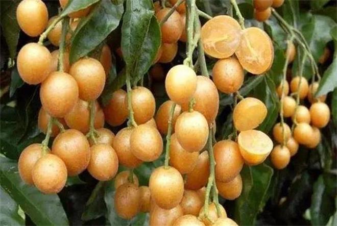 黃皮果的功效與作用,揭示其獨(dú)特的健康益處,黃皮果的獨(dú)特健康益處,功效與作用揭秘!