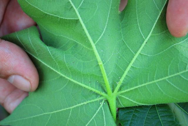 頭疼吃什么藥有效,全面解析與指南,頭疼癥狀解析與有效藥物指南