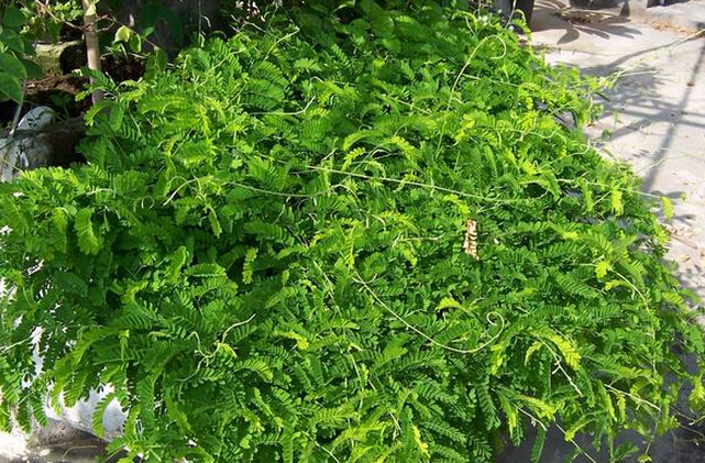 肝病最怕一味草藥，探索神奇的天然療法，肝病克星，神奇天然療法探索