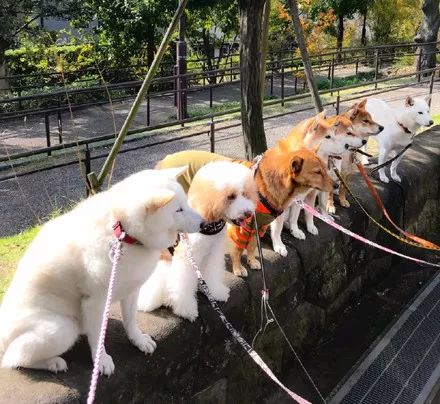 澳門一碼一肖一待一中四不像——揭開神秘面紗下的真相，澳門神秘事件揭秘，一碼一肖一待一中四不像真相探索