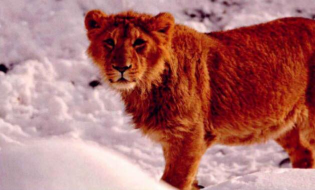 四不像王中王必出一肖圖,揭秘背后的秘密與策略,揭秘四不像王中王必出一肖圖的秘密與策略