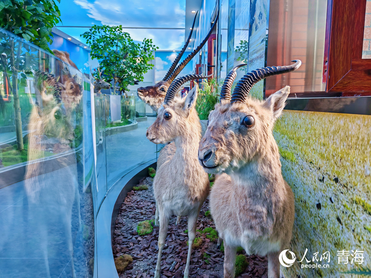 王中王四不像圖必中一肖——揭秘彩票背后的秘密,揭秘彩票背后的秘密,王中王四不像圖必中一肖的真相探索
