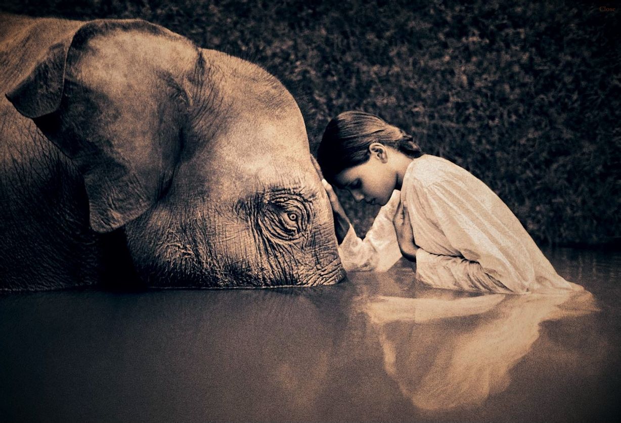 香港劉伯溫四不像一肖圖解析與探索,香港劉伯溫四不像一肖圖深度解析與探索