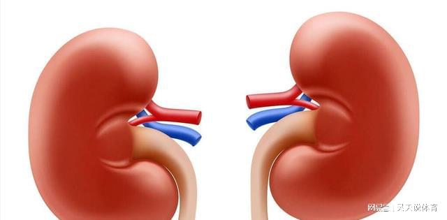 尿酸水平升高與腎臟健康,尿酸460是否意味著腎臟已經受損?,尿酸水平升高與腎臟健康關系解析,尿酸460是否預示腎臟受損?