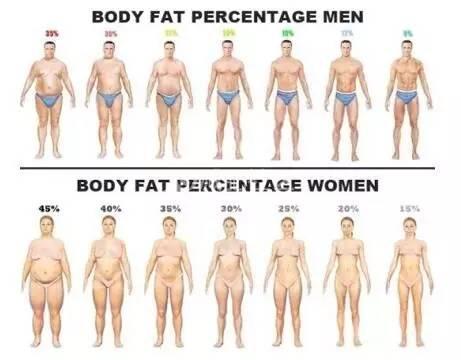 體脂率在線計算器,輕松掌握你的健康指標,體脂率在線計算,一鍵掌握健康指標