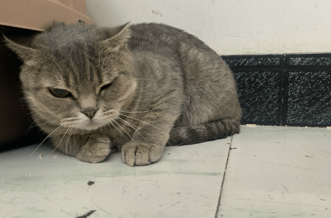 澳門一碼一肖一待一中四不像，探索與解析，澳門一碼一肖一待一中四不像，深度解析與探索