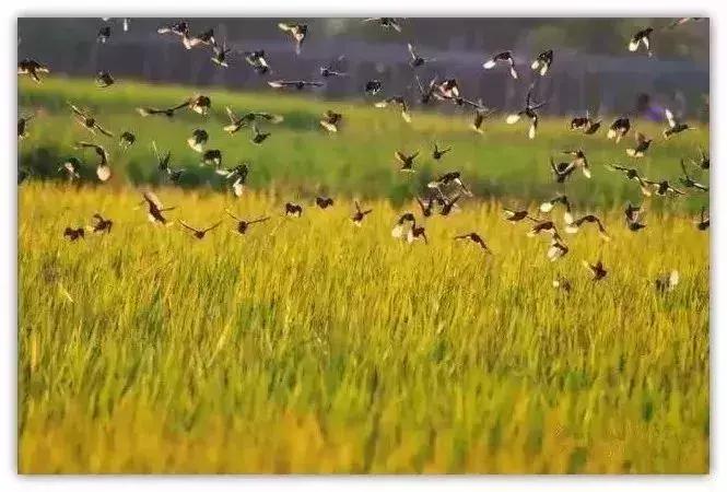 中山一日游必去的地方免費攻略,中山一日游必游免費景點攻略