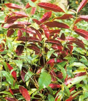 致癌花卉第一名,警惕身邊的健康隱患,致癌花卉第一名,身邊的健康隱患需警惕