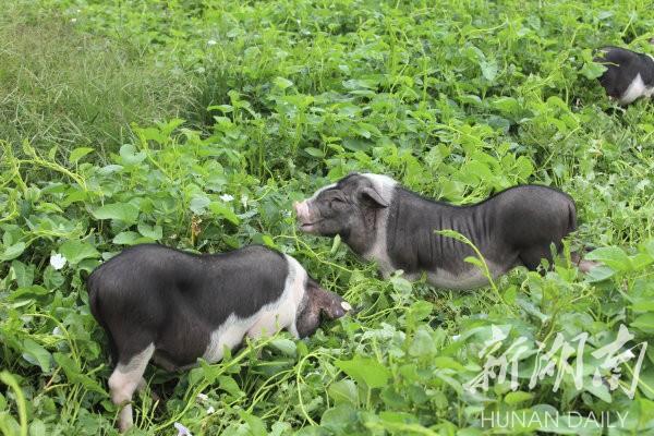 花豬王中王平特一肖,深度解析與SEO優(yōu)化策略,花豬王中王平特一肖,深度解析及SEO優(yōu)化策略探討