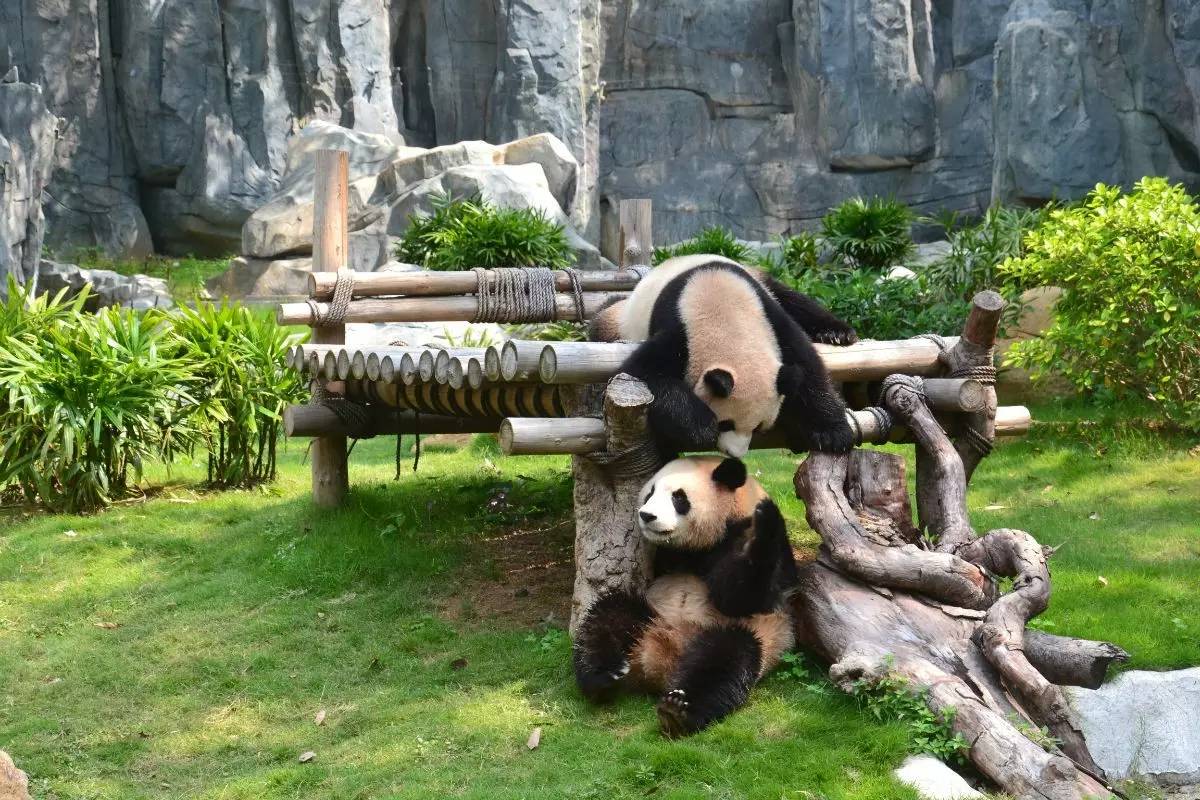 野生動物園門票優惠政策大揭秘,野生動物園門票優惠政策深度解析